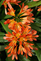 Orange flowers of Clivia miniata in the garden on a sunny day