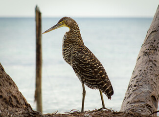 Tiger heron standing next to the Caribbean Sea in sian Kaan national park near Tulum 