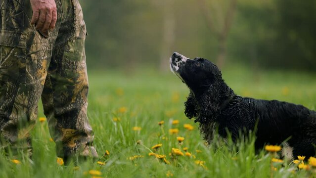 Hunter stands after morning hunting in the background of the field. His friend the hunting dog runs up to him, the hunter strokes his head with his hand