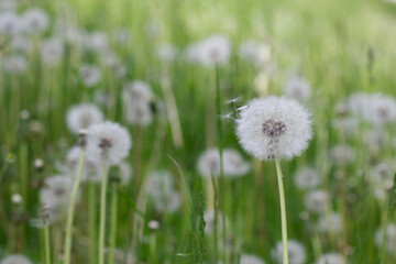 Fototapeta na wymiar dandelion on grass in sunny meadow