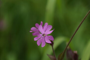 Fototapeta premium flower in the garden