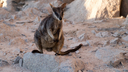 Fototapeta premium Rock Wallabies on Magnetic Island