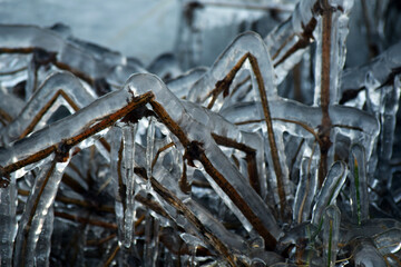 Frozen Branches