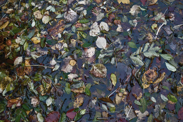 Wet Leaves