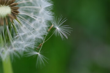 Close up macro image of dandelion seed heads with delicate lace-like patterns. Detail shot of closed bud of a dandelion in green grass