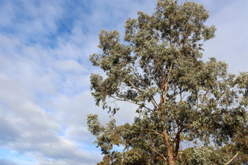 eucalyptus tree against blue sky and light cloud