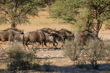 Fototapeta na wymiar Blue Wildebeest or Brindled Gnu, Kgalagadi, South Africa