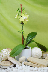 spa concept of soft green orchid flower surrounded in natural dried elements and white pebbles with an elegant green swooped backdrop.