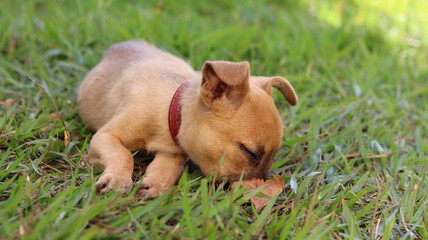 Puppy playing. Pet puppy with cute face.