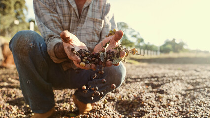 Latin farmer showing picked red coffee beans in his hands. Coffee farmer is harvesting coffee in...