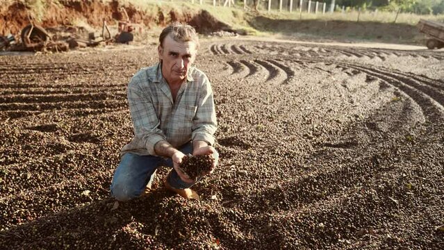 Latin farmer showing picked red coffee beans in his hands. Coffee farmer is harvesting coffee in the farm, arabica coffee. Cinematic 4K