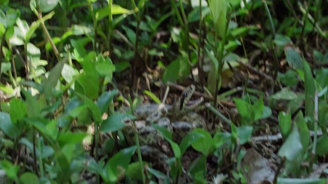 A close-up of a large green venomous snake hisses and tries to bite a person by crawling on the ground between the leaves of plants in tropical forests.
