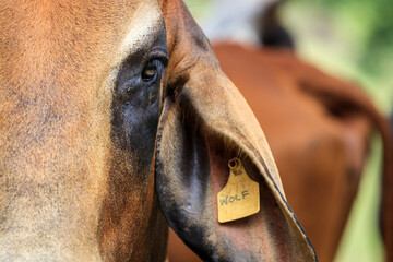 Close-up portrait of a cow with ear tag on a rural farm