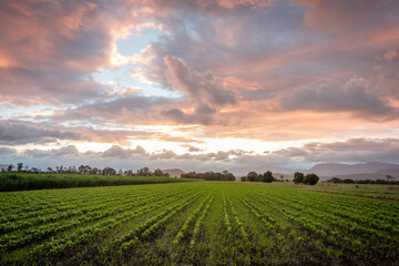 Freshly planted cane field at sunset, Murwillumbah, NSW, Australia