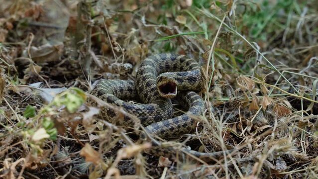 A close-up of a large green venomous snake hisses and tries to bite a person by crawling on the ground between the leaves of plants in tropical forests.