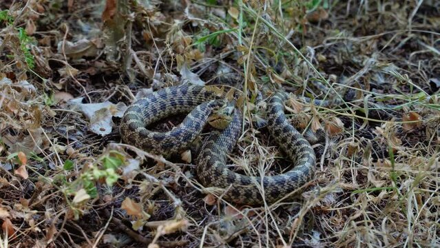 A close-up of a large green venomous snake hisses and tries to bite a person by crawling on the ground between the leaves of plants in tropical forests.