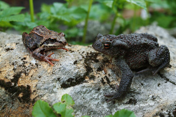 A toad and a frog are sitting on a stone on a summer day in the garden. Amphibians, the difference between species