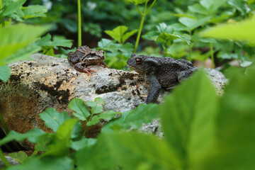 Obraz premium A toad and a frog are sitting on a stone on a summer day in the garden. Amphibians, the difference between species
