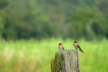 Wild Pacific Swallows perched on a fence post in rural Australia