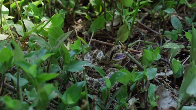 A close-up of a large green venomous snake hisses and tries to bite a person by crawling on the ground between the leaves of plants in tropical forests.