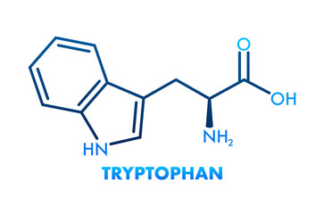 Tryptophan formula. Tryptophan or l-tryptophan, Trp, W amino acid molecule