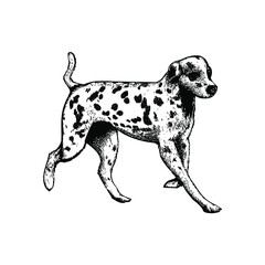 dalmatian illustration isolated on background	