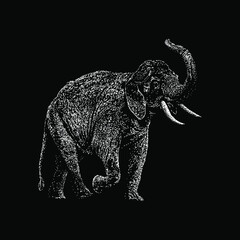 Indian Elephant hand drawing vector illustration isolated on black background
