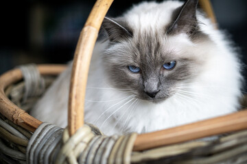 Regard de chat 