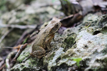 White frog with camouflage on a rock in the tropical forest of Tulum on a sunny morning 