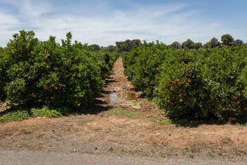 Fototapeta na wymiar Oranges trees field in Valencia, Spain