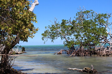 Tropical landscape of Caribbean Sea with mangrove tress and blue sky in sian Kaan national park near Tulum