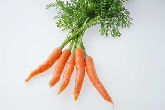 ベビーキャロット Images Browse 55 Stock Photos Vectors And Video Adobe Stock ベビーキャロット Images Browse 55 Stock Photos Vectors And Video Adobe Stock