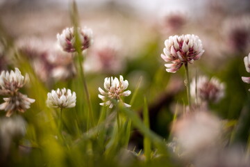 Spring grass with the flowers