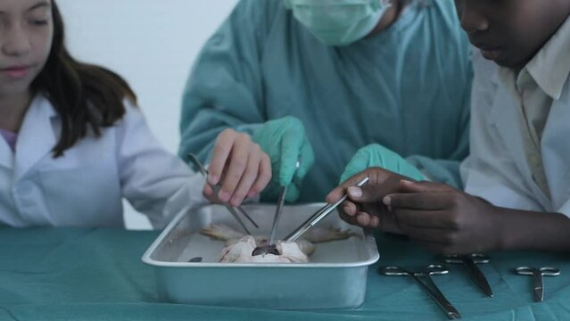 Education concept of 4k Resolution. Researchers are dissecting frogs in a lab. teaching students. physical examination.
