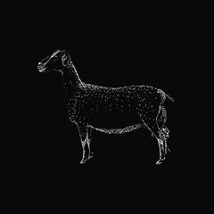 LaMancha Goat hand drawing vector illustration isolated on black background