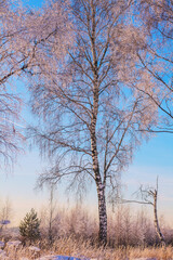 Obraz na płótnie Canvas Winter landscape of birch tree in frost on clear sunny evening with blue sky.