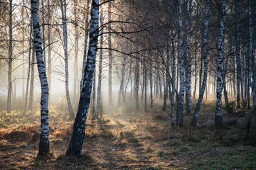 Obraz premium Foggy autumnal landscape at sunrise time