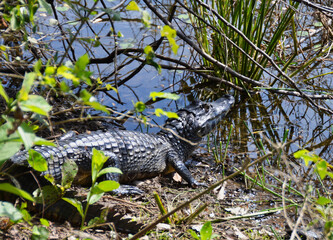 Caiman Resting on Waterfront with Reeds and Tree Branches in Pantanal of Brazil