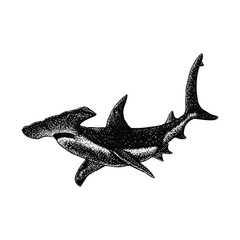 Hammerhead Shark illustration isolated on background - obrazy, fototapety, plakaty