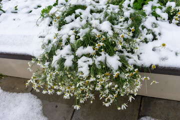 Natural background with chamomile flowers under the snow