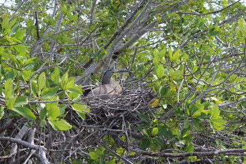 Female tiger heron sitting into its nest in the mangrove forest of sian Kaan national park near Tulum on a sunny morning