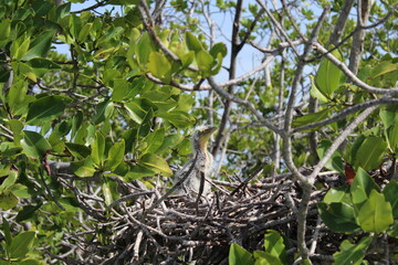 Juvenile tiger heron sitting into its nest in the mangrove forest of sian Kaan national park near Tulum 