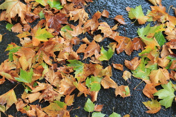 autumn leaves on the ground