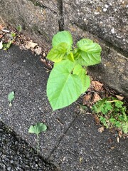 アスファルトから生える草