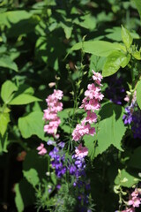 flowers in the garden