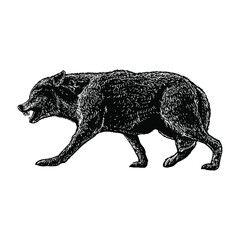 Mackenzie Wolf illustration isolated on background