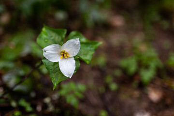 white flowers