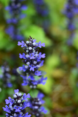 アジュガチョコレートチップの紫の花