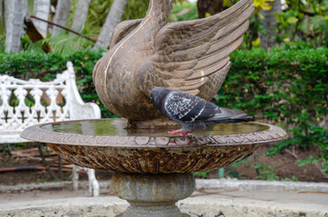Carrier pigeon in a garden fountain.