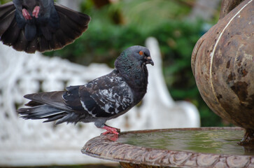 Carrier pigeon in a garden fountain.